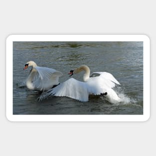 Two mute swans fighting by the river Sticker